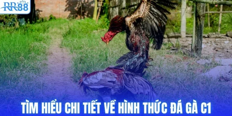 Tìm hiểu chi tiết về hình thức đá gà C1