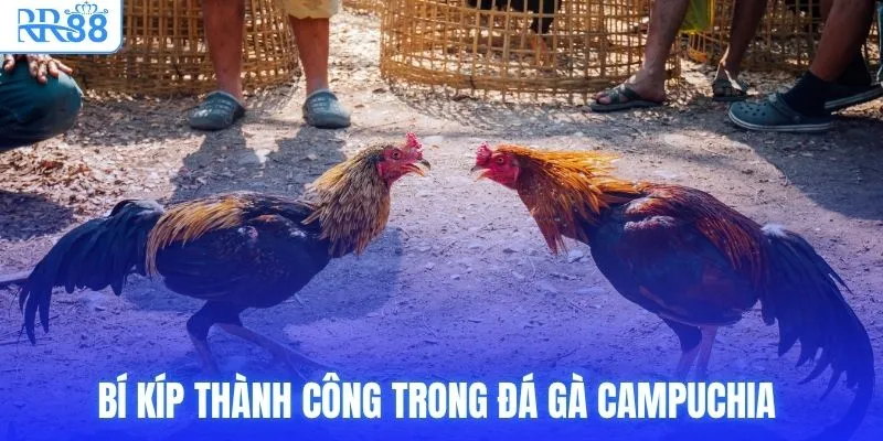 Bí kíp thành công trong đá gà Campuchia 